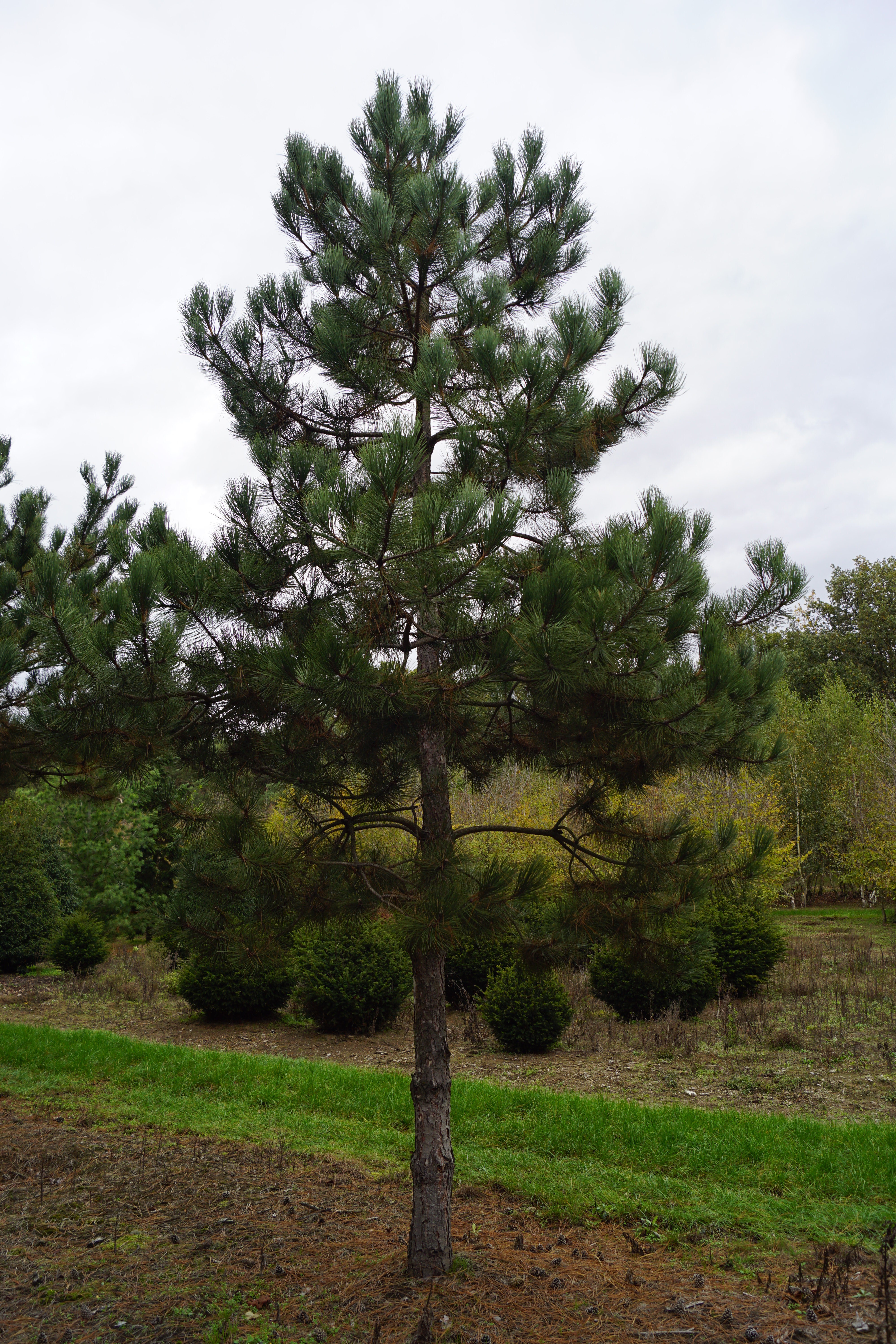 Pinus nigra nigra (2)